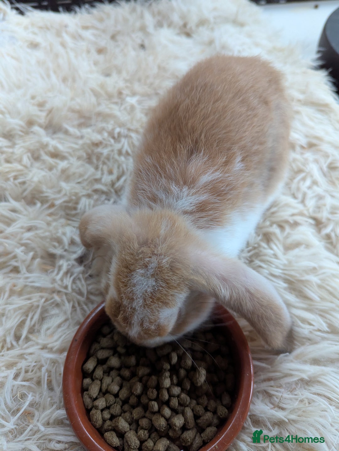 English Lop rabbits for sale: Lop mixed dot baby bunnies - Image 6