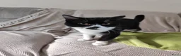 Mixed Breed cats for sale: 6month cat seeks home in Aylesbury - Advert 3