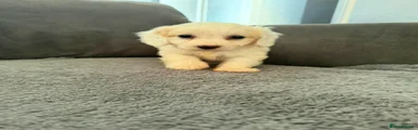 Cockapoo 1