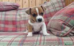 Jack Russell dogs for sale: Traditional Jack Russell Pups DNA Health Tested  - Image 12