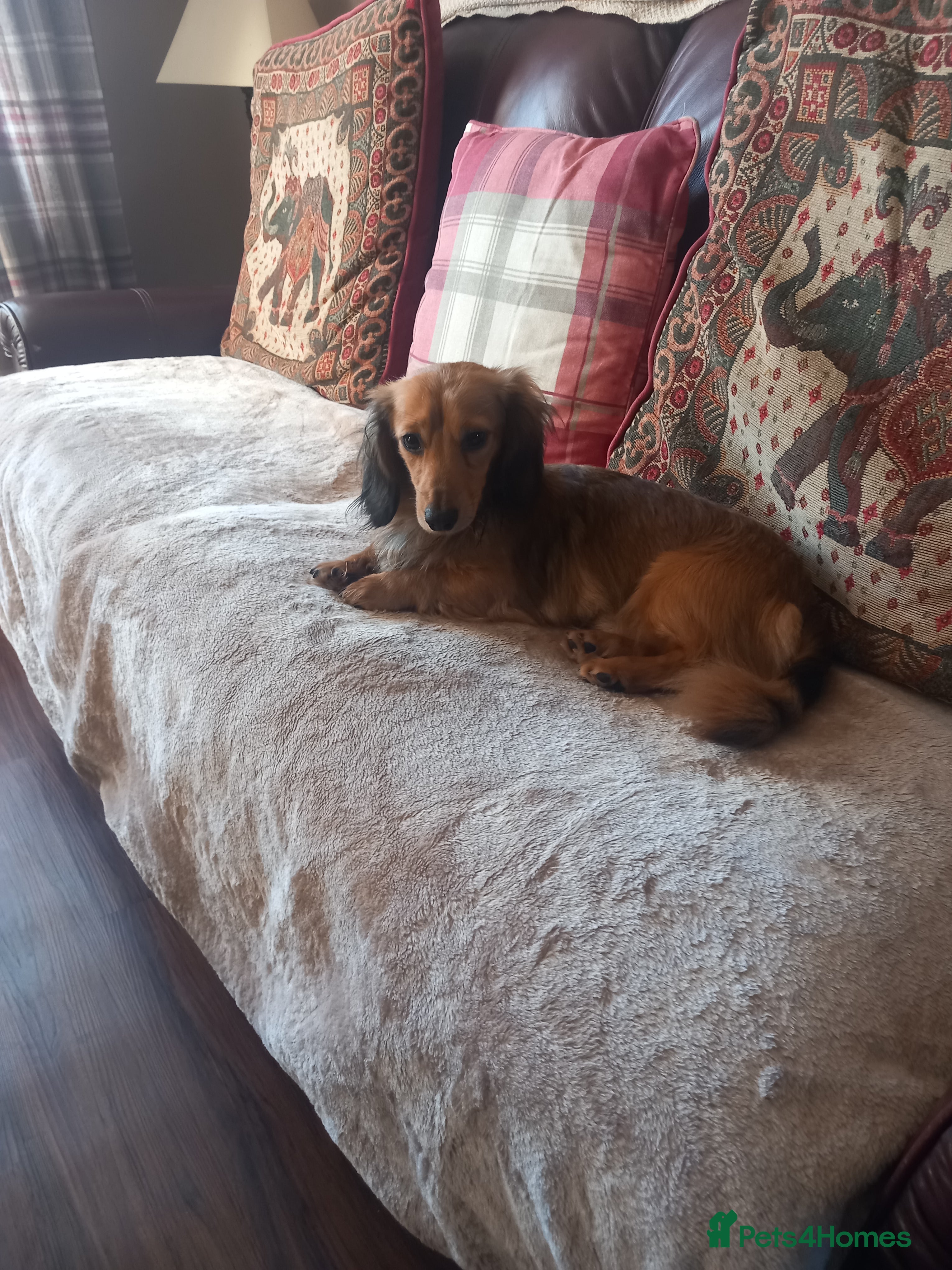 Dachshund dogs Long coated miniature dachshund  - Advert 1