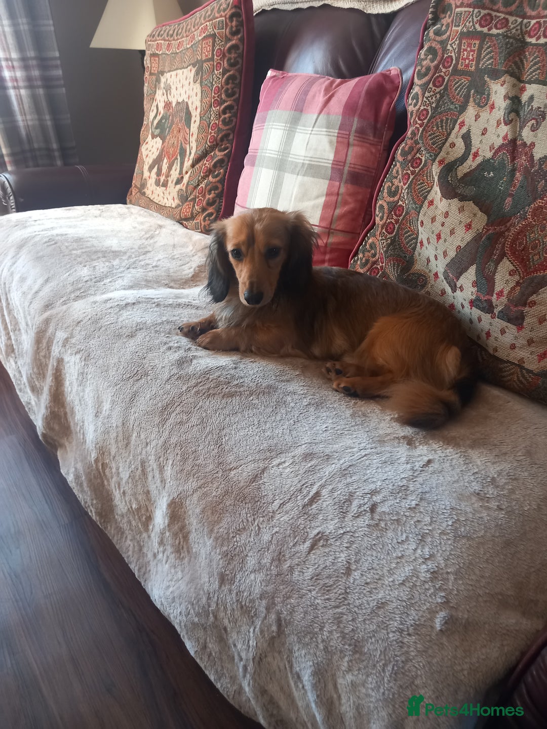 Dachshund dogs for stud: Long coated miniature dachshund  - Advert 1