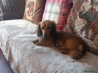 Dachshund dogs Long coated miniature dachshund - Advert 9