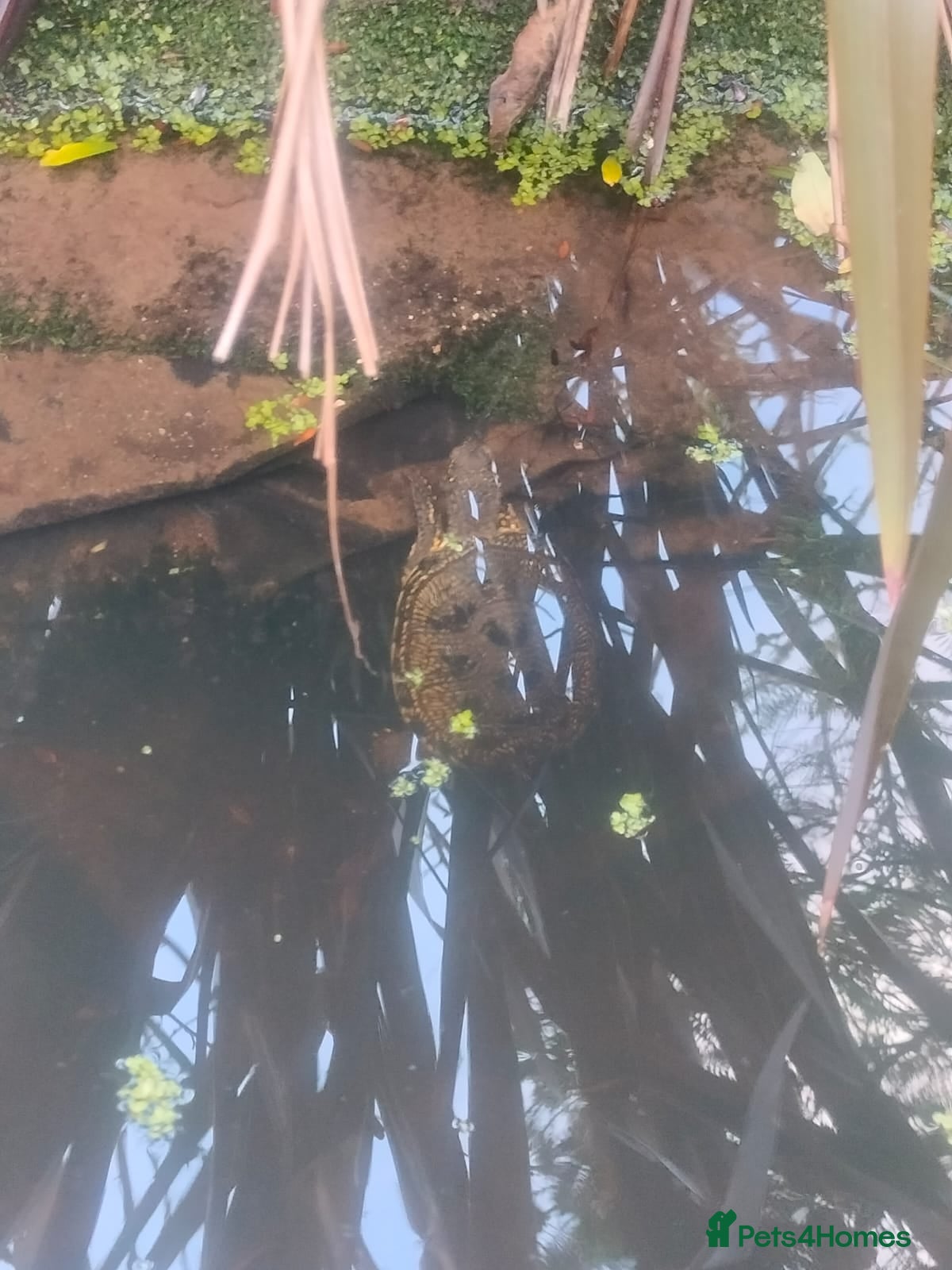 Turtle reptiles Grown on emys (European pond turtles) in Dunstable - Advert 3