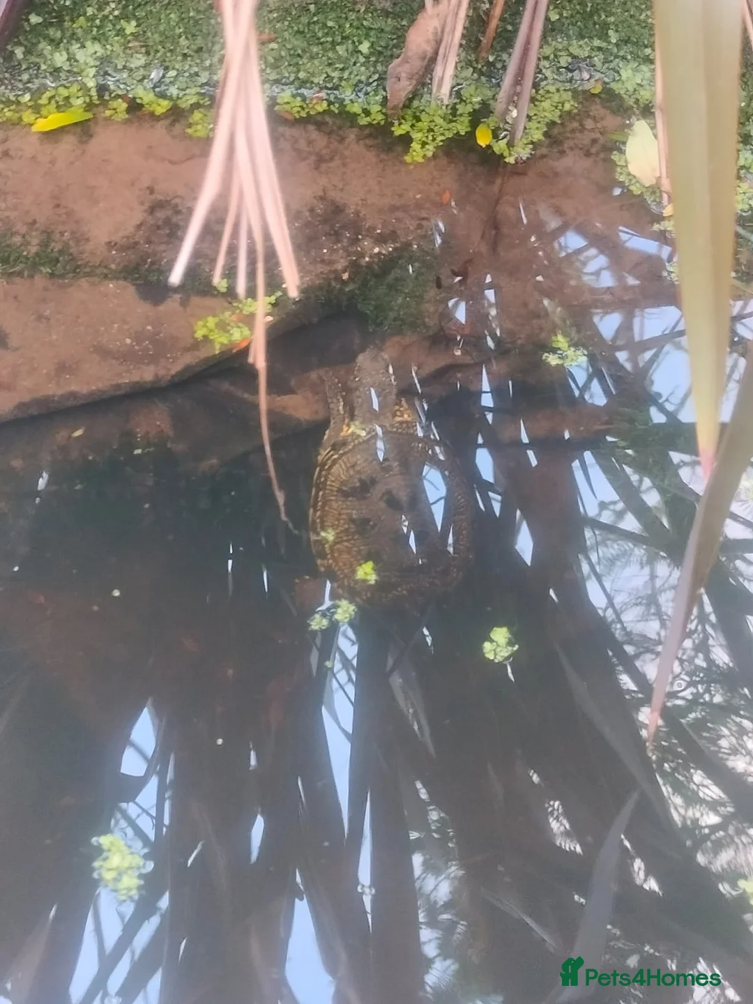 Turtle reptiles for sale: Grown on emys (European pond turtles) in Dunstable - Advert 1