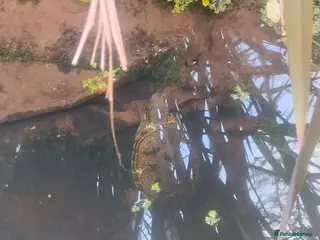 Turtle reptiles Grown on emys (European pond turtles) in Dunstable - Advert 1