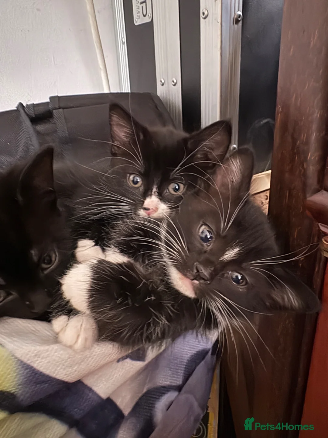 Mixed Breed cats for sale: LAST FEMALE TUXEDO AVAILABLE  - Advert 25