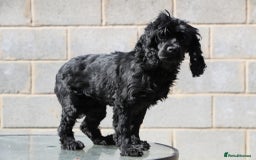 Pomeranian dogs for sale: Beautiful Cocker Spaniel male for sale  - Image 3