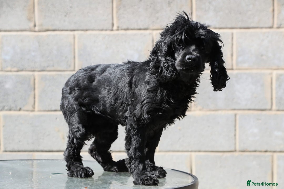 Pomeranian dogs for sale: Beautiful Cocker Spaniel male for sale  - Image 3