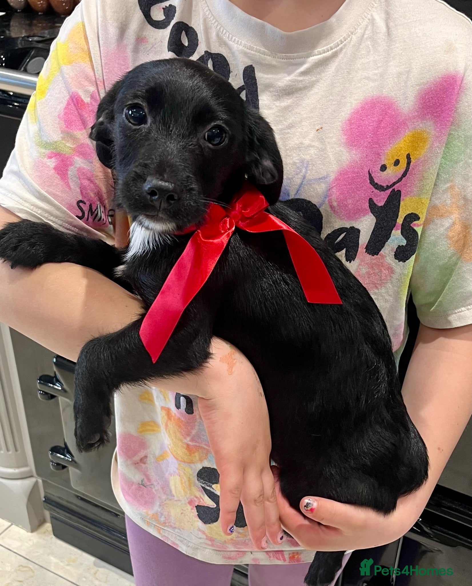 Cocker Spaniel dogs Beautiful cockers x ready now  - Advert 13