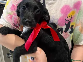 Cocker Spaniel dogs Beautiful cockers x ready now - Advert 13