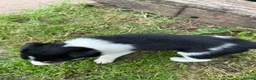 Border Collie dogs for sale: Border collie pups ready to leave now - Advert 30