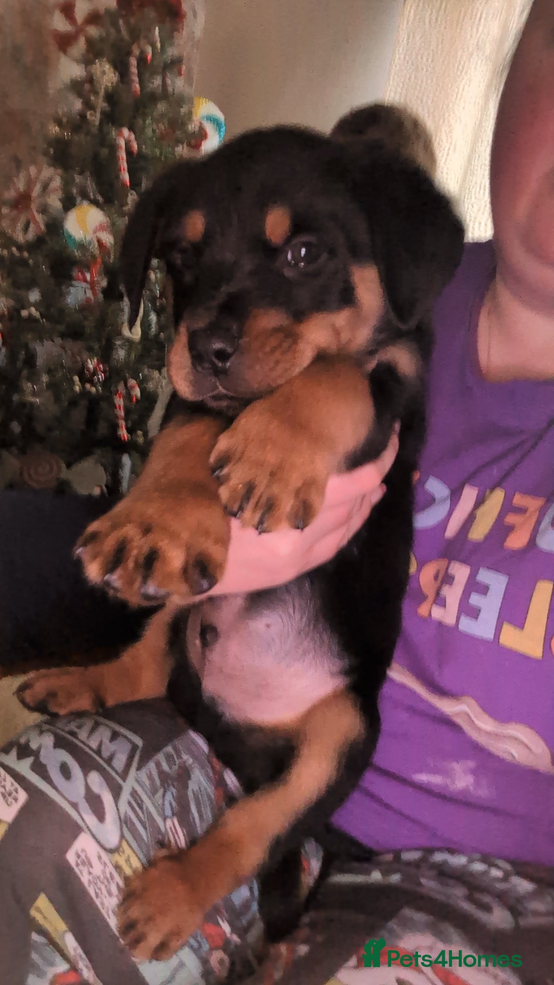 Rottweiler dogs ⭐ Rottweiler ready 21st December ✨✨✨✨ - Advert 6