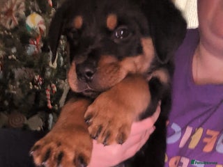 Rottweiler dogs ⭐ Rottweiler ready 21st December ✨✨✨✨ - Advert 1