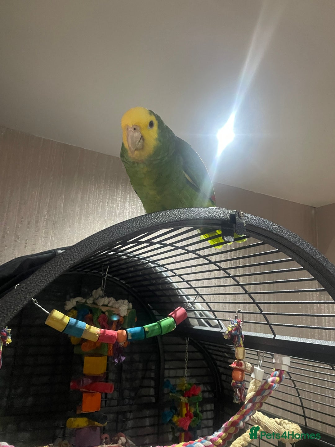 Parrots birds for sale: DYH double yellow headed Amazon parrots - Advert 10