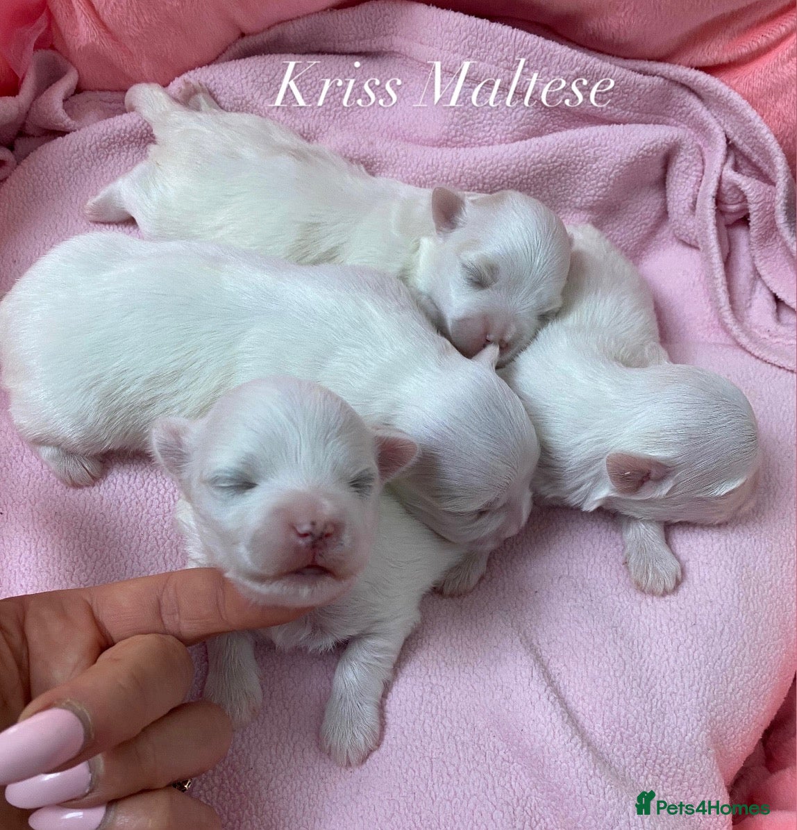 Maltese dogs ✨Outstanding kc registered Korean Maltese puppies✨ - Advert 6