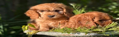 Cockapoo Puppy 3