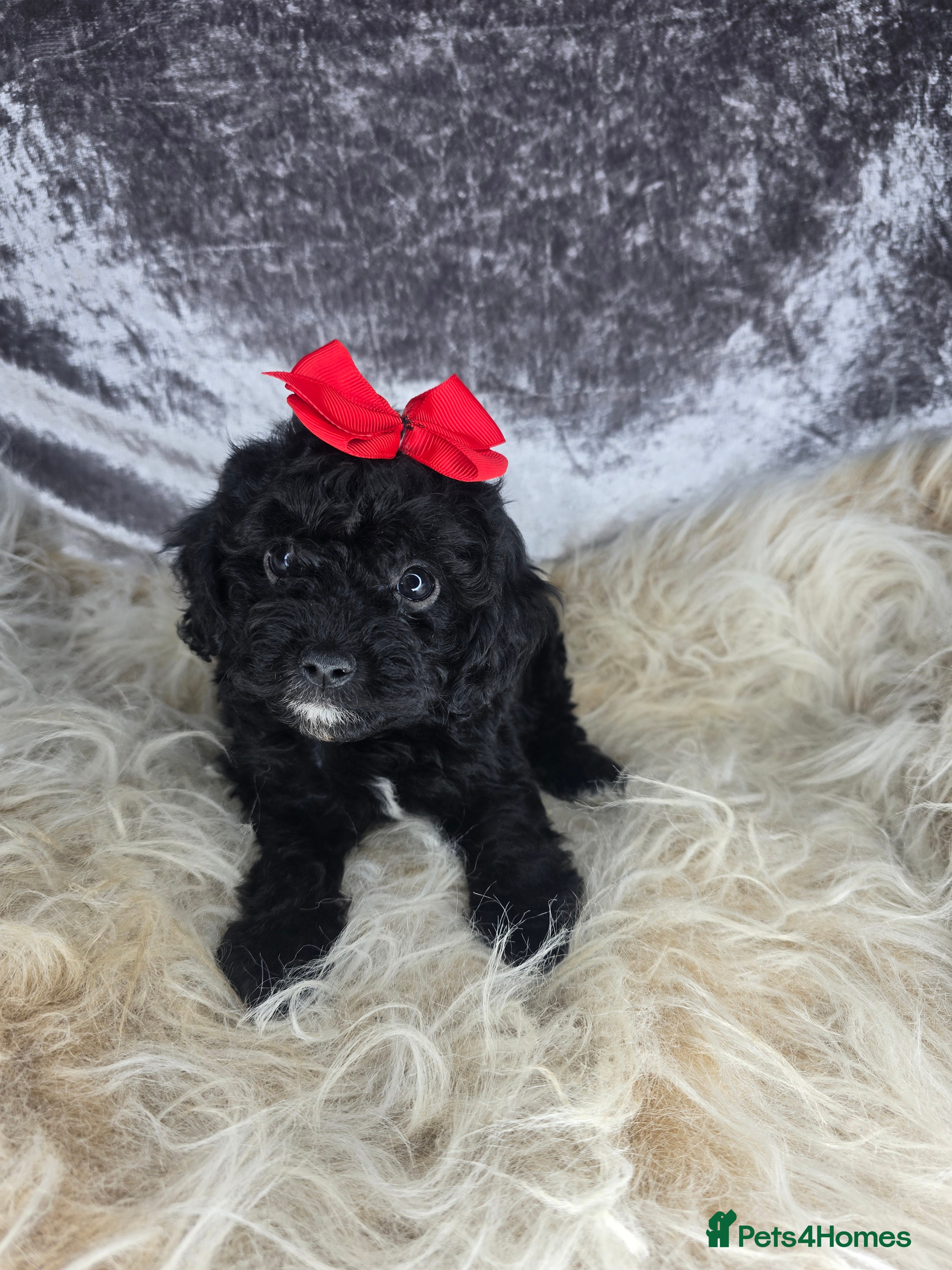 Cavapoo dogs ❤️🌟TINY TOY CAVAPOO PUPS🌟❤️ - Advert 18