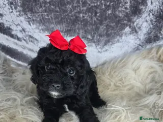 Cavapoo dogs ❤️🌟TINY TOY CAVAPOO PUPS🌟❤️ - Advert 18