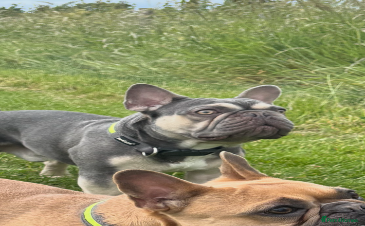 French Bulldog dogs - Advert 17