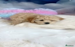 Maltipoo dogs for sale: LAST BOY LEFT F1 Apricot & Cream Toy Maltipoo Pups - Image 5
