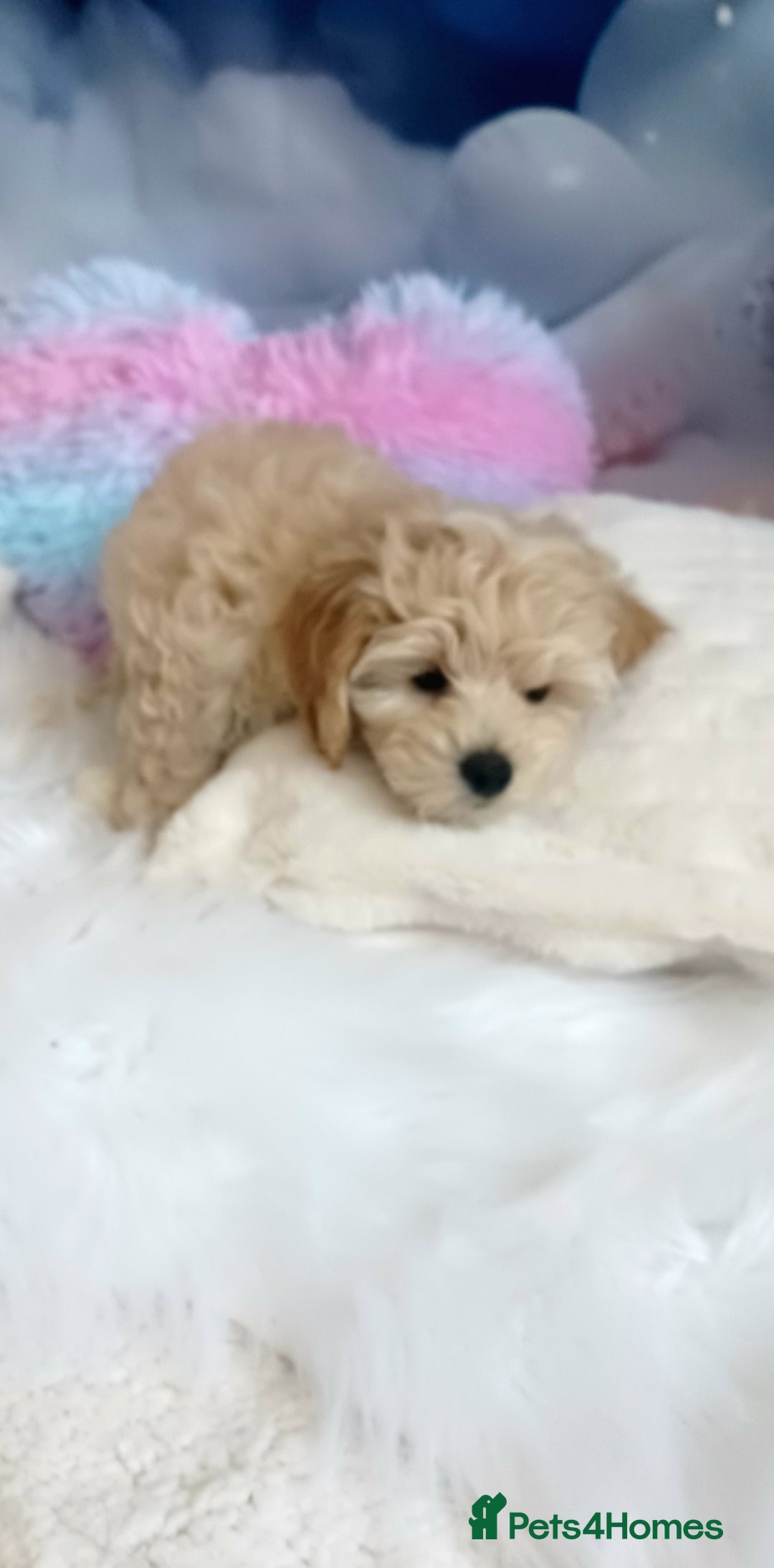 Maltipoo dogs for sale: LAST BOY LEFT F1 Apricot & Cream Toy Maltipoo Pups - Image 5