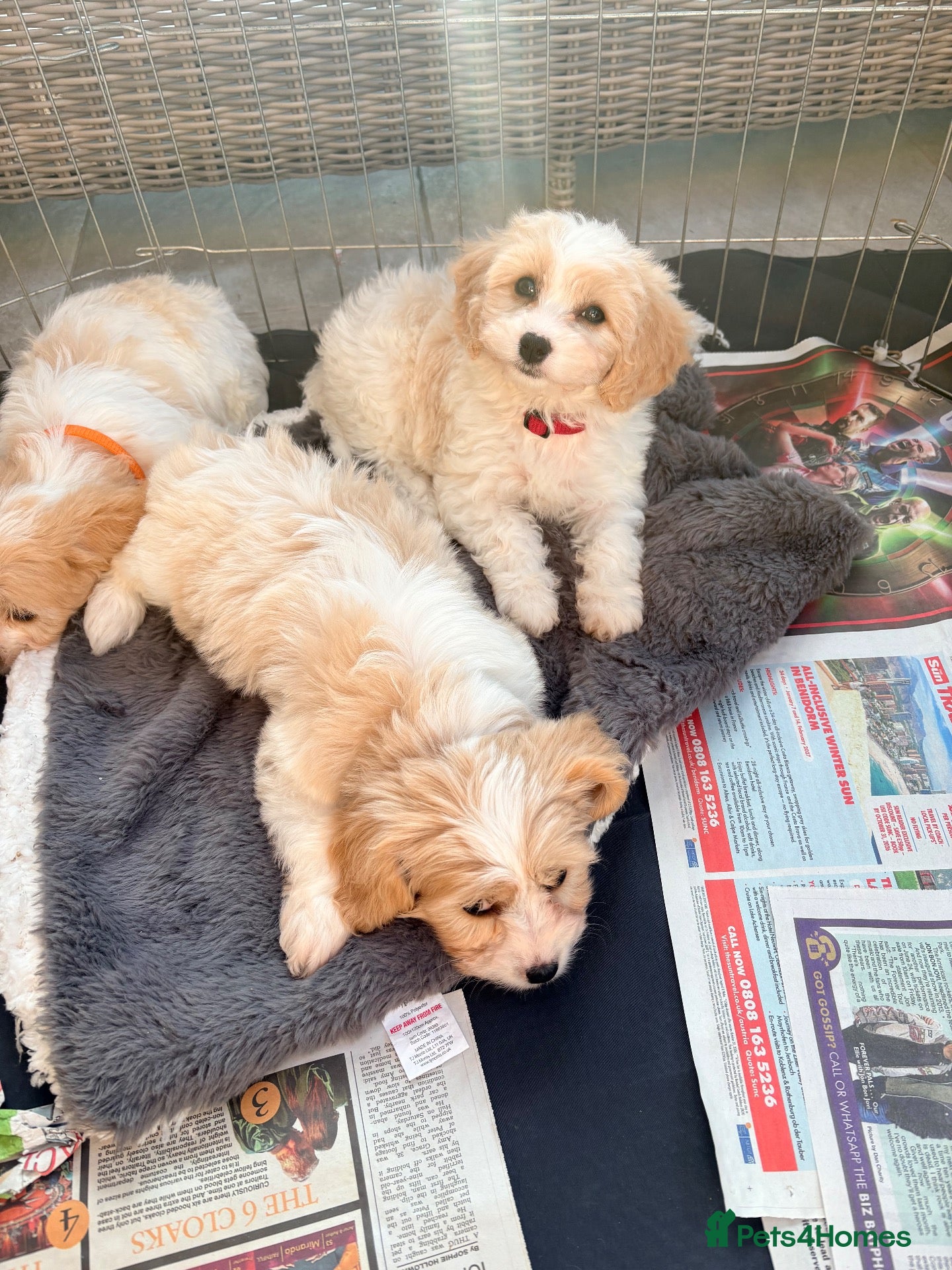 Cavachon dogs for sale: Cavachon puppies  - Advert 2