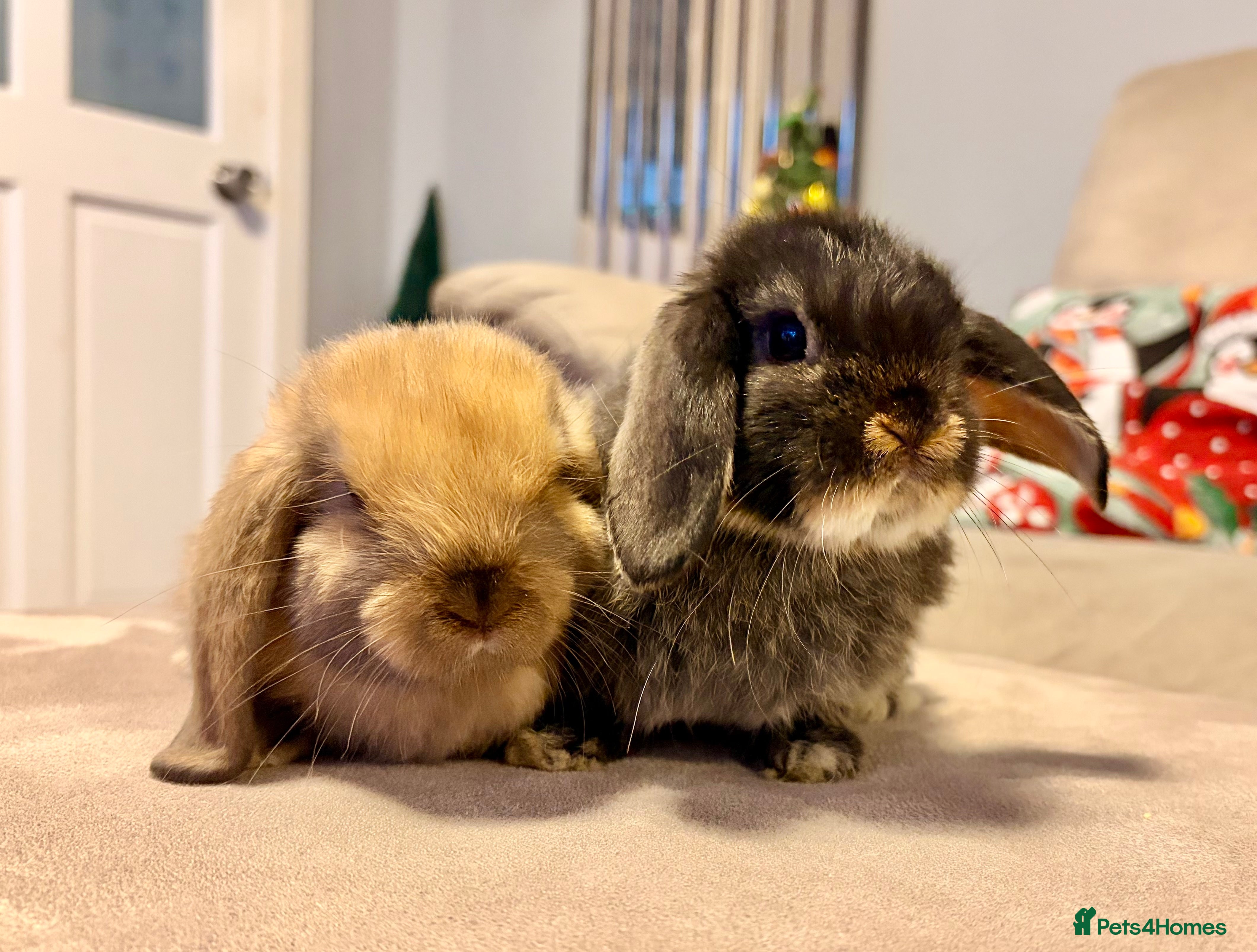 Mini Lop rabbits Pure Mini Lop Rabbits - Advert 2