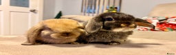 Mini Lop rabbits for sale: Pure Mini Lop Rabbits - Advert 1