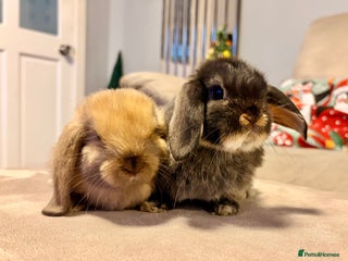 Mini Lop rabbits Pure Mini Lop Rabbits - Advert 1