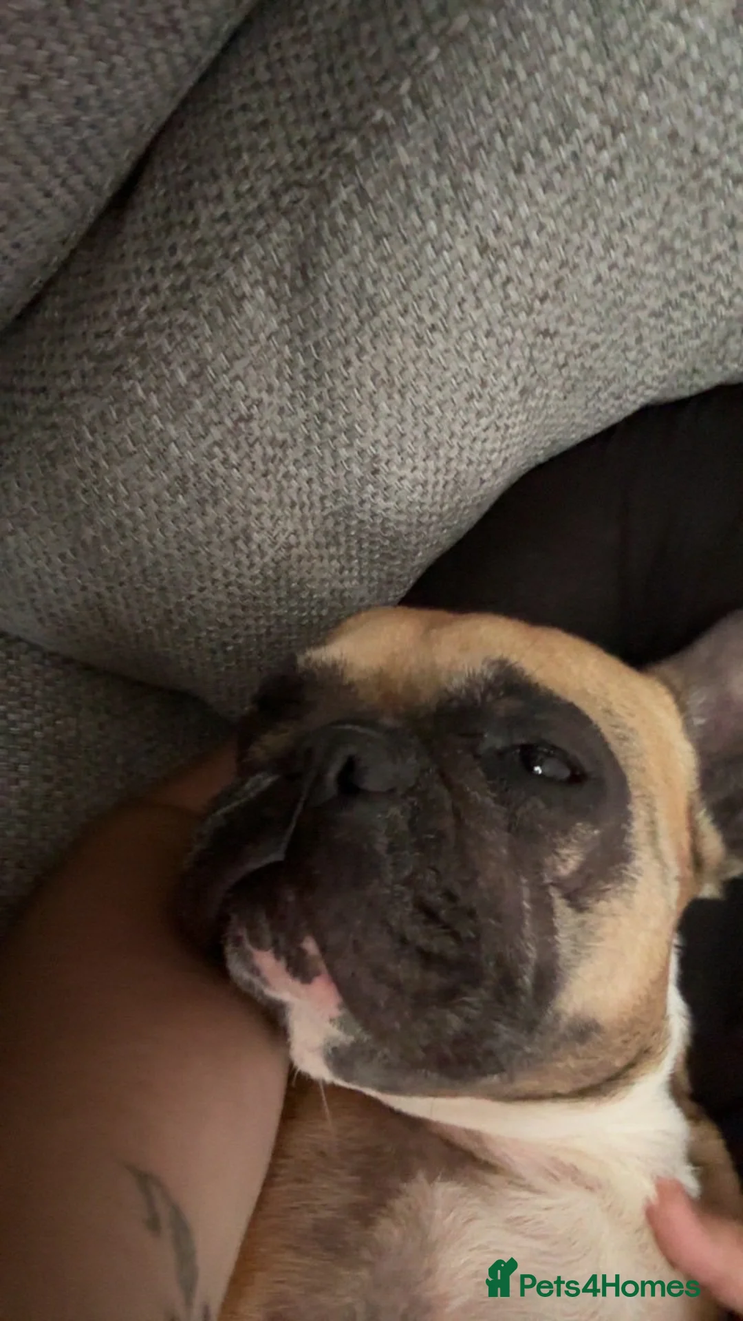 French Bulldog dogs for sale: Frenchie - 2 years old  in Huntingdon - Advert 2