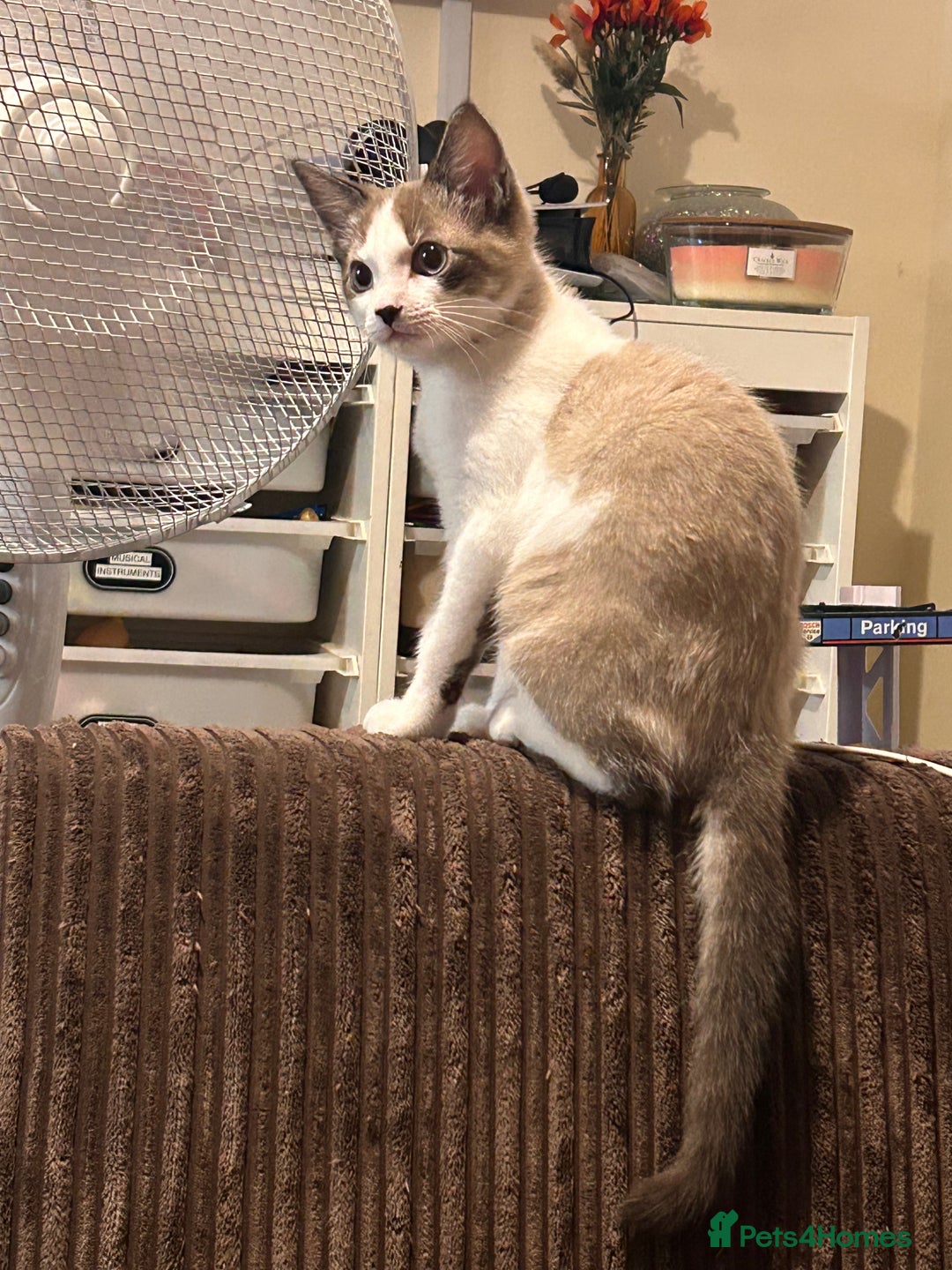 Ragdoll cats for sale: Ragdoll X 15 week kitten for rehoming  - Image 4