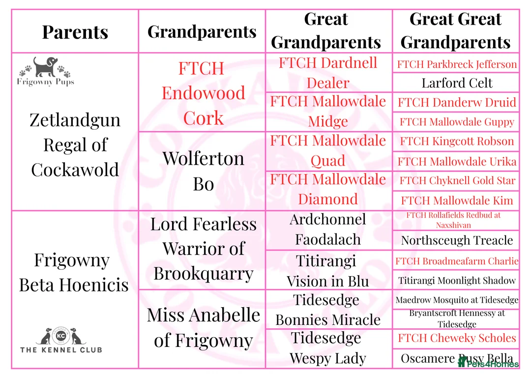 Cocker Spaniel dogs for sale: 🖤 Quality Black RKC Cockers 🖤 Ready Mid March 🖤 - Advert 6