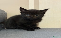 Mixed Breed cats for sale: 3 Black Male and 3 Black Female  - Image 4
