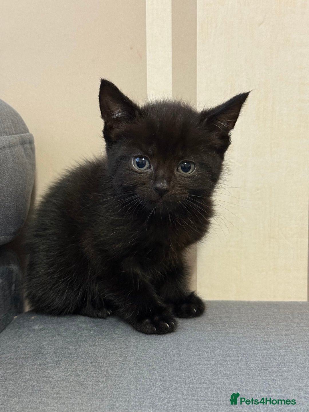 Mixed Breed cats for sale: 3 Black Male and 3 Black Female  - Image 4