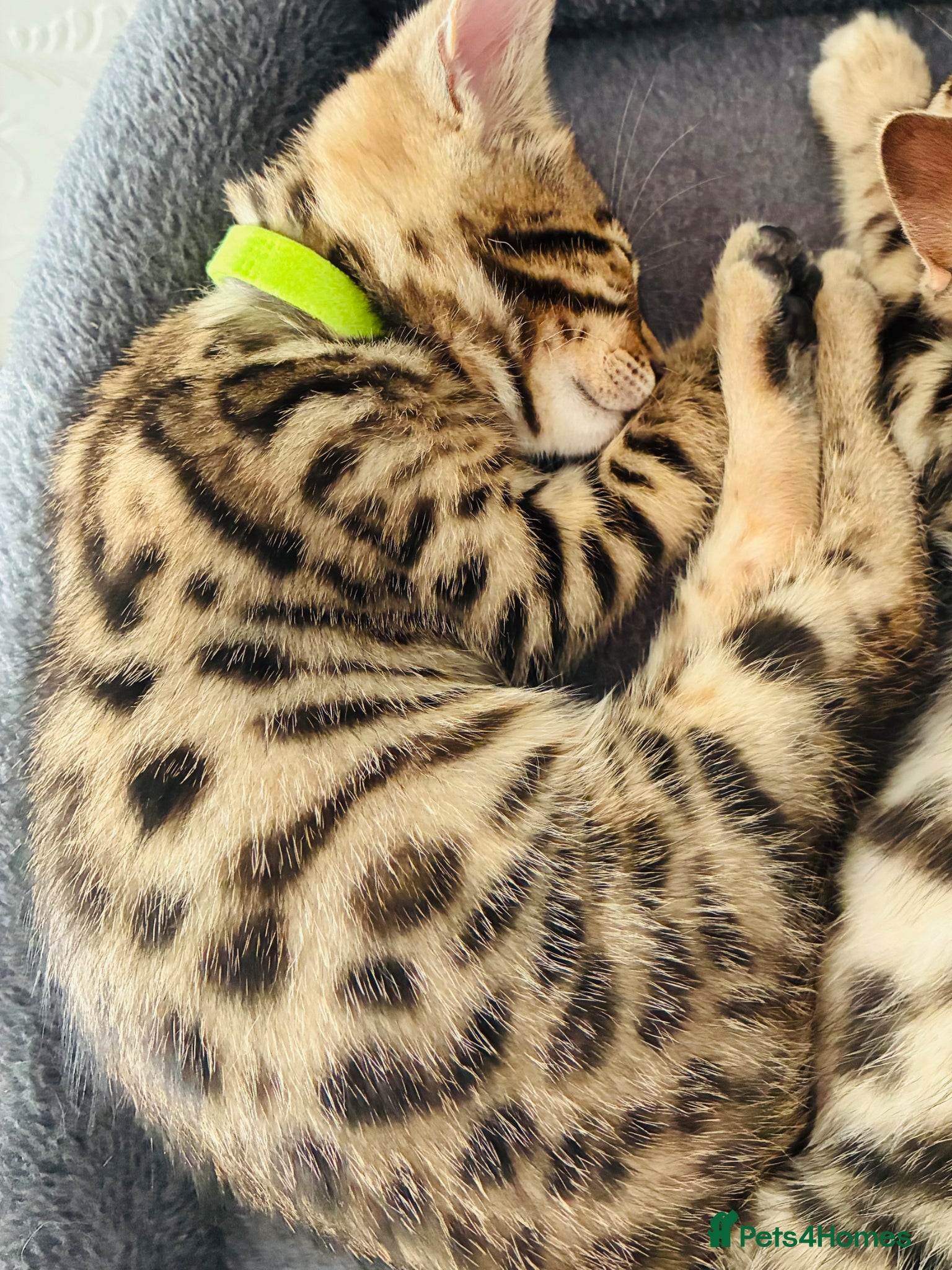 Bengal cats FINAL TWO ! Amazing Bengal kittens  - Advert 2