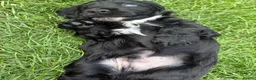 Cocker Spaniel dogs for sale: Kc Registered Cocker Spaniel Puppies - Advert 10