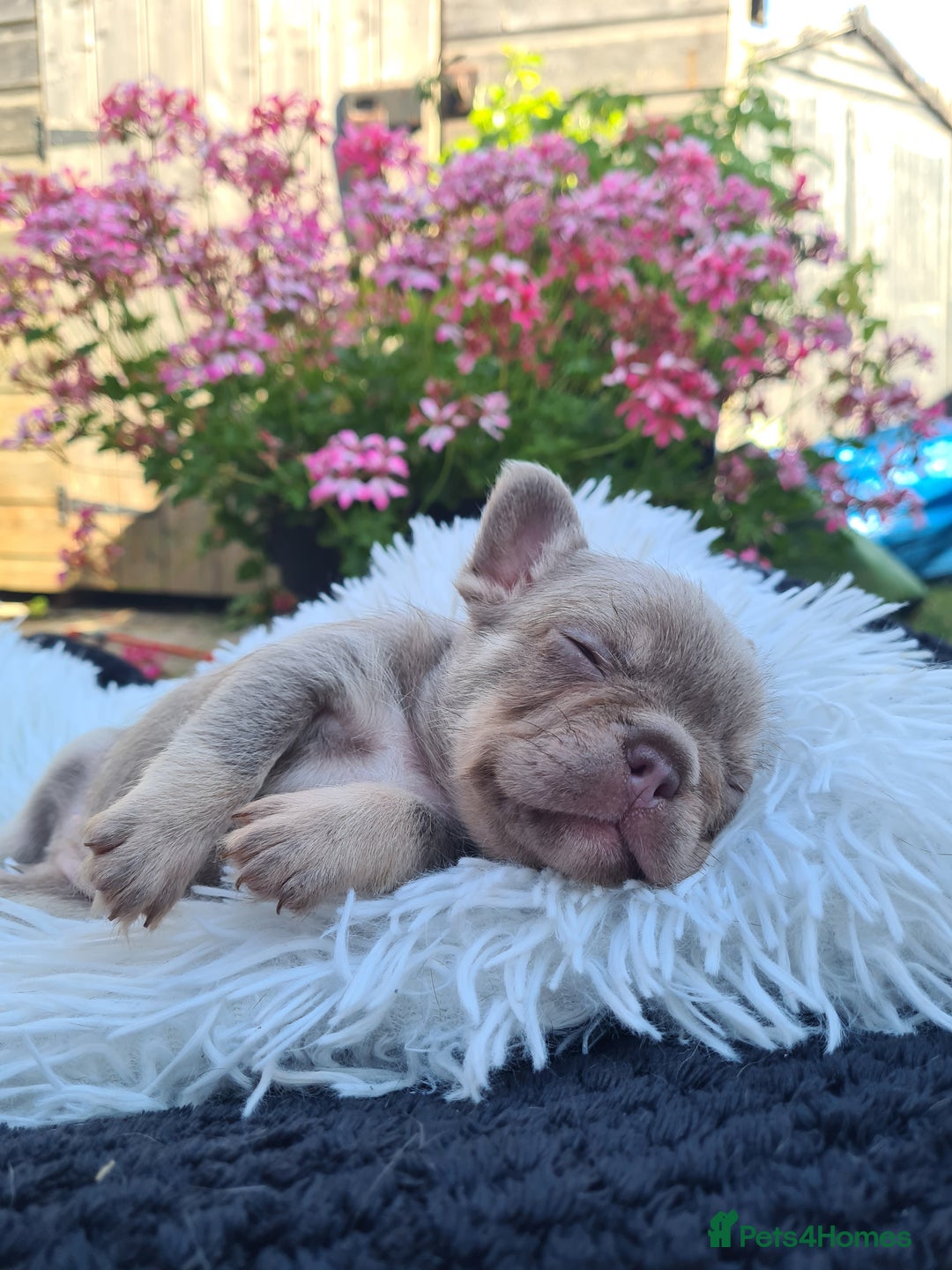 French Bulldog dogs for sale: Big Perm, fluffy and furnished frenchies  - Image 21