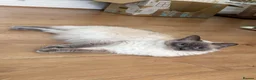 Ragdoll cats for sale: Bluepoint ragdolls for sale  in Liverpool - Advert 34