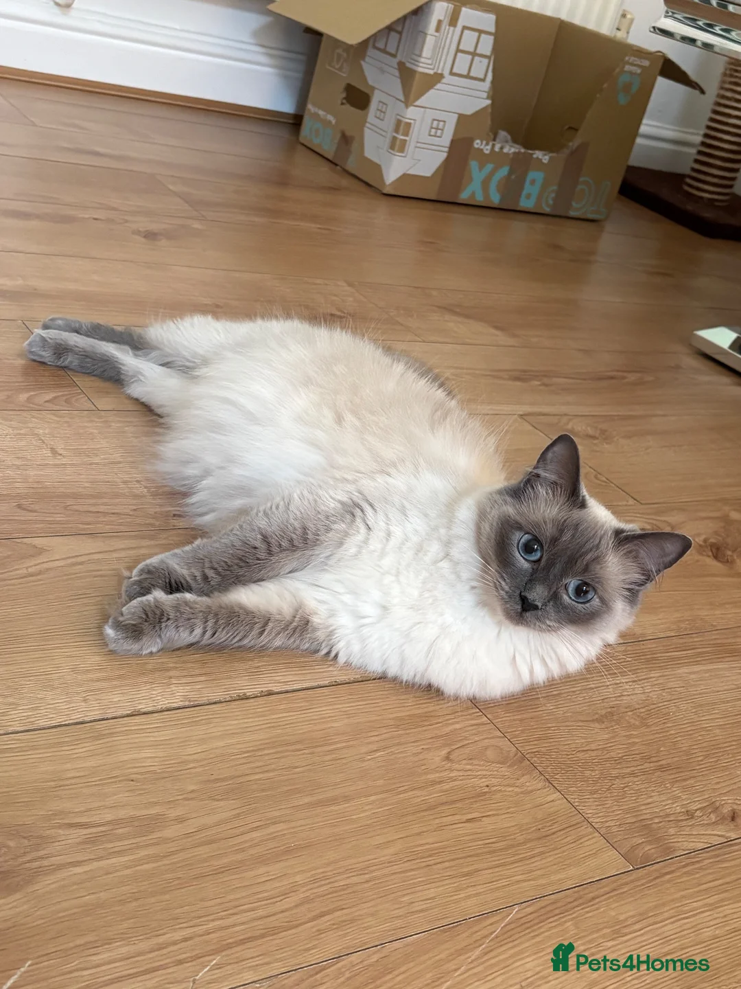 Ragdoll cats for sale: Bluepoint ragdolls for sale  in Liverpool - Advert 34