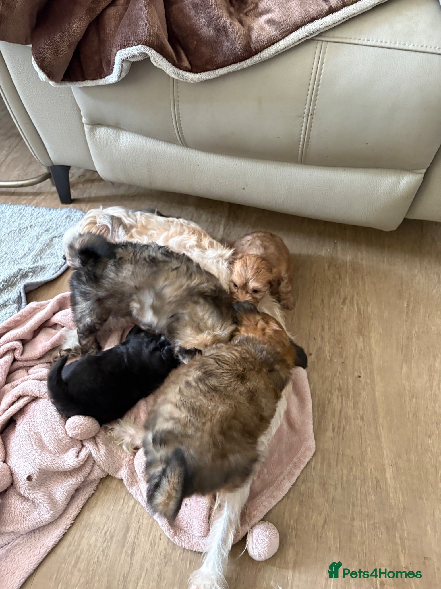 Mixed Breed dogs Chinese Crested Cross Pomeranian Puppies  - Advert 1