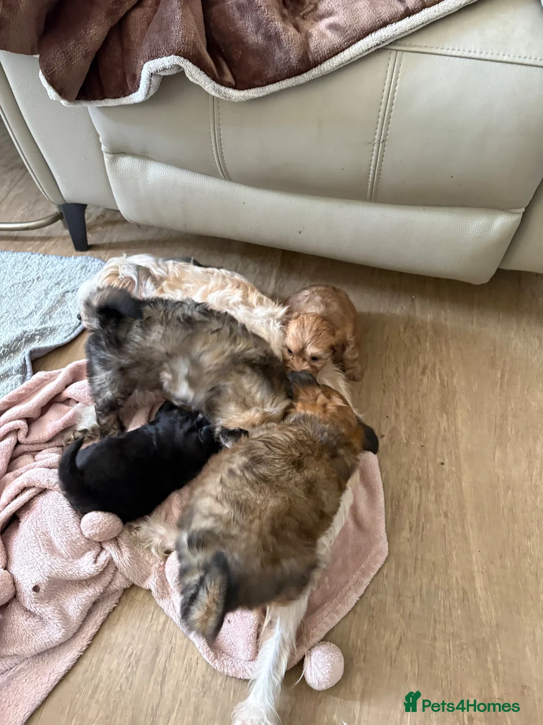 Mixed Breed dogs for sale: Chinese Crested Cross Pomeranian Puppies  in Preston - Advert 1