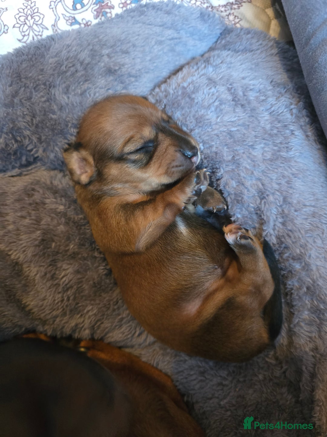 Miniature Dachshund dogs for sale: Miniature Dachshunds Seeking Forever Homes - Image 8