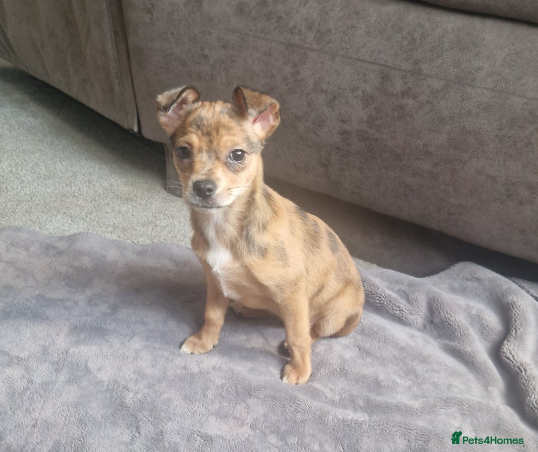 Chihuahua dogs for sale: 🎄🎅 2 little girls searching for a forever home  - Advert 6