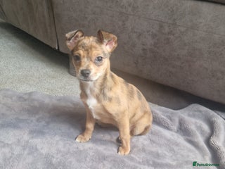 Chihuahua dogs 🩷 last girl looking for her forever home 🩷 - Advert 6