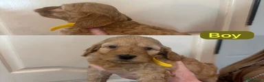 Cockapoo 3
