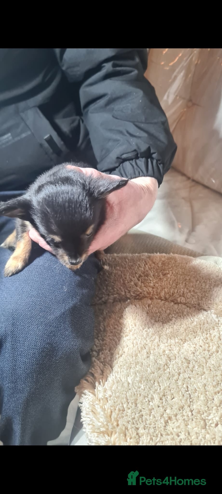 Chihuahua dogs 1 chihuahua female pup - Advert 5