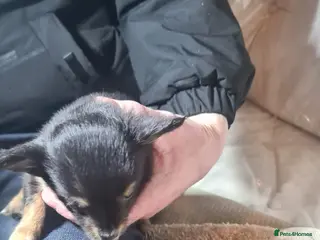 Chihuahua dogs 1 chihuahua female pup - Advert 5