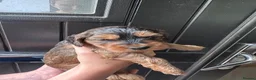 Mixed Breed dogs for sale: Beautiful Cockalier Puppies  - Advert 6