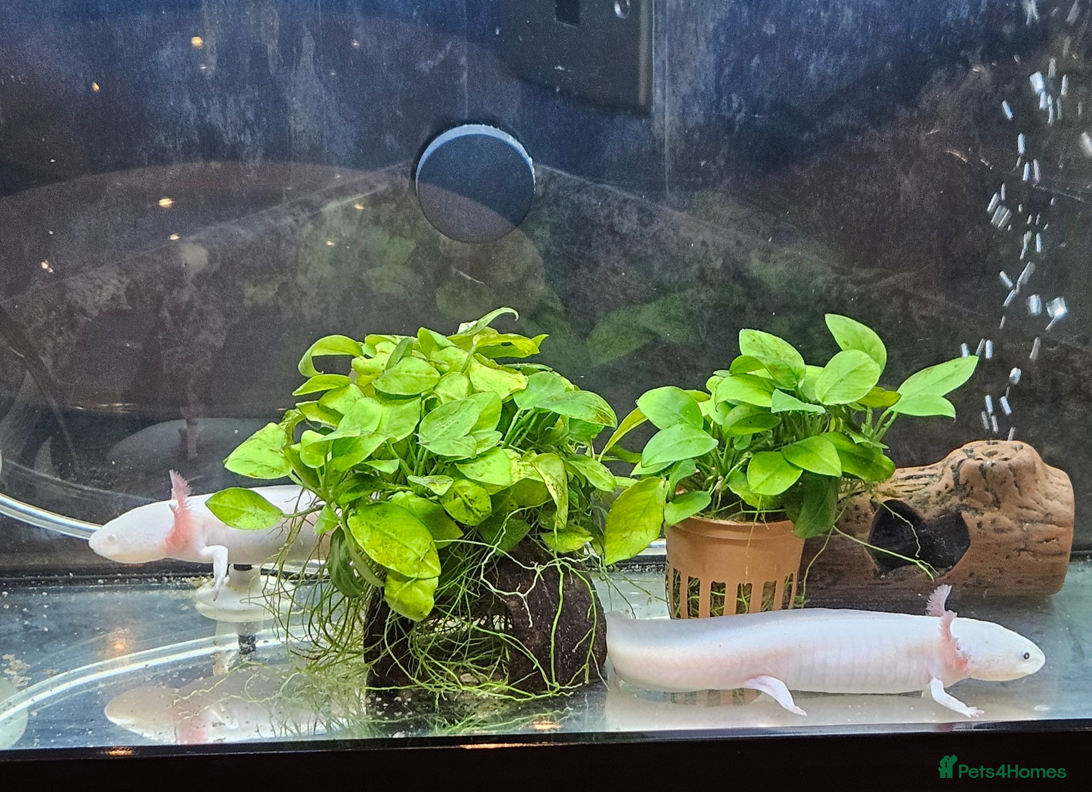 Axolotl reptiles Two Axolotl need a new home  - Advert 1